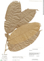 Pseudolmedia macrophylla, Bolivia, C. Sobrevila 1770, F