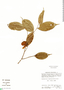 Eschweilera chartaceifolia S. A. Mori, Peru, R. E. Spichiger 4015, F