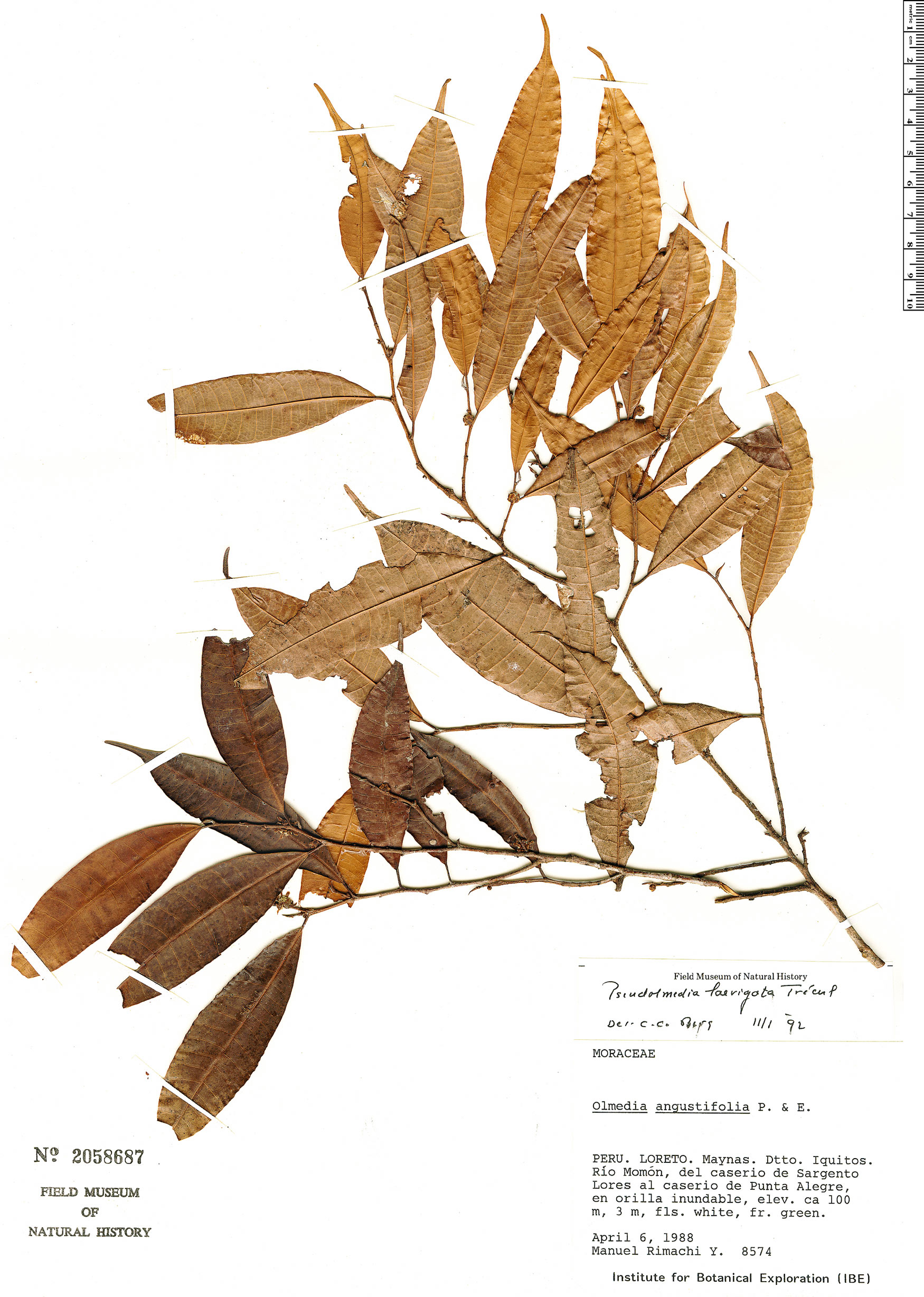 Pseudolmedia laevigata Rapid Reference The Field Museum