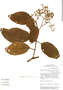 Tournefortia scabrida Kunth, Peru, M. O. Dillon 6116, F