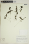 Utricularia benjaminiana Oliv., TRINIDAD AND TOBAGO, U. Rowlett 1452, F