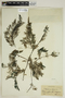 Utricularia foliosa L., HAITI, W. J. Eyerdam 492, F