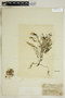 Utricularia foliosa L., CUBA, E. P. Killip 43728, F
