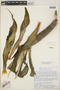 Agave attenuata Salm-Dyck, Mexico, H. H. Iltis 28707, F