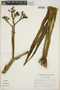 Agave angustifolia image