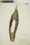 Agave L., MEXICO, L. A. Kenover 1055, F