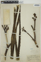 Agave sisalana Perrine, HONDURAS, P. C. Standley 55993, F