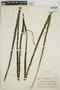 Agave sisalana Perrine, HONDURAS, P. C. Standley 6225, F