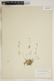 Utricularia resupinata B. D. Greene ex Bigelow, U.S.A., G. V. Nash 1299, F