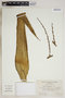 Furcraea gigantea Vent., U.S.A., B. C. Templeton 11665, F