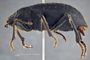 3976381 Psectrascelis difficilis, holotype, habitus, lateral view