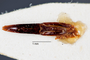 3976381 Psectrascelis difficilis, holotype, genitalia, dorsal view.