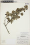Gynoxys hutchisonii H. Rob. & Cuatrec., Peru, S. Leiva G. 1827, F