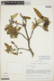 Gynoxys laurifolia (Kunth) Cass., ECUADOR, B. Øllgaard 10012, F