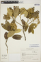 Gynoxys laurifolia (Kunth) Cass., ECUADOR, J. Jaramillo 5706, F