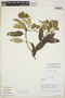 Gynoxys laurifolia (Kunth) Cass., ECUADOR, V. Zak 2002, F