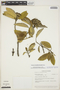 Gynoxys laurifolia (Kunth) Cass., ECUADOR, R. M. King 7961, F