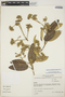 Gynoxys laurifolia (Kunth) Cass., ECUADOR, J. Jaramillo 7231, F