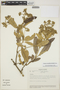 Gynoxys laurifolia (Kunth) Cass., ECUADOR, J. Jaramillo 8822, F