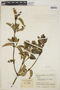 Gynoxys lehmannii Hieron., COLOMBIA, J. Cuatrecasas 14633, F