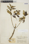 Gynoxys lehmannii Hieron., COLOMBIA, J. Cuatrecasas 14633, F