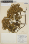 Gynoxys lindenii Sch. Bip., COLOMBIA, H. St. John 20896, F
