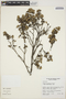 Gynoxys miniphylla Cuatrec., ECUADOR, J. L. Luteyn 11,216, F