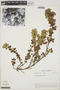 Gynoxys miniphylla Cuatrec., ECUADOR, R. M. King 6722, F
