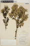 Gynoxys miniphylla Cuatrec., ECUADOR, F. R. Fosberg 22650, F