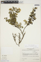 Gynoxys miniphylla Cuatrec., ECUADOR, B. B. Larsen 272, F
