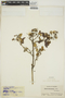 Gynoxys sancti-antonii Cuatrec., COLOMBIA, M. de Garganta 504, F