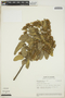 Gynoxys sancti-antonii Cuatrec., ECUADOR, R. M. King 6897, F