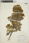 Gynoxys sancti-antonii Cuatrec., COLOMBIA, R. E. Schultes 7971, F