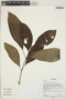 Psychotria tenuifolia Sw., Ecuador, A.  P. Yánez 183, F
