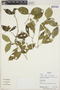 Rudgea cornifolia (Kunth) Standl., Bolivia, R. B. Foster 12554, F