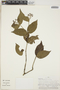Rudgea cornifolia (Kunth) Standl., Peru, P. J. Barbour 5437, F