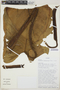 Syngonium crassifolium (Engl.) Croat, Ecuador, T. B. Croat 84048, F