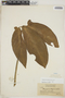 Syngonium podophyllum Schott, BRITISH GUIANA [Guyana], J. S. de la Cruz 1469, F