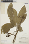 Syngonium podophyllum Schott, BRITISH GUIANA [Guyana], A. C. Smith 3547, F