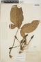 Syngonium podophyllum Schott, COLOMBIA, F. C. Lehmann 5319, F