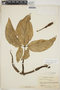 Syngonium podophyllum Schott, COLOMBIA, E. P. Killip 33462, F