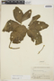 Syngonium podophyllum Schott, BRAZIL, B. A. Krukoff 11740, F