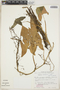 Syngonium podophyllum Schott, ECUADOR, W. T. Vickers 96, F