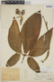 Syngonium podophyllum Schott, PERU, Ll. Williams 4986, F