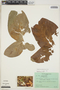 Syngonium podophyllum Schott, PERU, R. T. Martin 1636, F