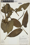 Syngonium podophyllum Schott, PERU, J. Schunke Vigo 9614, F