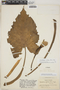 Xanthosoma mexicanum Liebm., COLOMBIA, O. L. Haught 1922, F