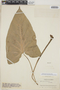 Xanthosoma mexicanum Liebm., COLOMBIA, O. L. Haught 1330, F