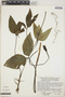 Xanthosoma trilobum G. S. Bunting, Venezuela, J. A. Steyermark 113964, F
