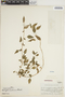Acalypha anadenia image